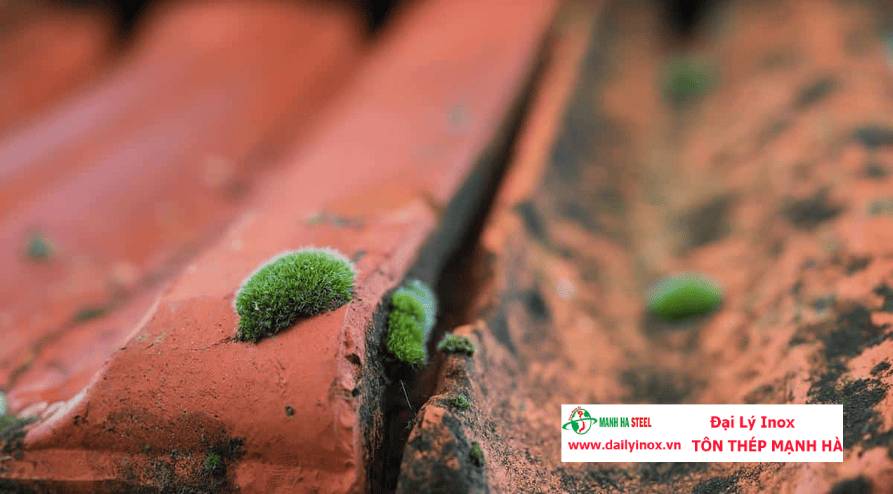 Hướng dẫn vệ sinh mái ngói chi tiết, đơn giản